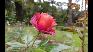 Rose Garden - Beautiful Roses in Hakgala Botanical Garden