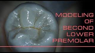 Моделирование 2 й нижний премоляр / modeling of second lower premolar