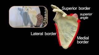 Scapula - Anatomy Tutorial