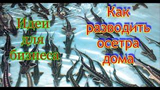 Как разводить осетра в домашних условиях! Разведение осетра бизнес-план!