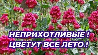 НЕПРИХОТЛИВЫЕ МНОГОЛЕТНИКИ ЦВЕТУЩИЕ ВСЕ ЛЕТО, которые стоит посадить в саду