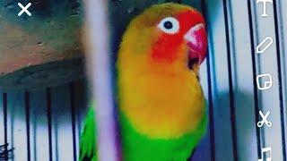 my lovely birds like and subscribe for more birds / minecraft or more videos