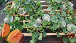 Easy - Experiment with growing Cantaloupe - Cantaloupe on the terrace yields unexpected