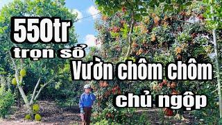 Anh toàn nợ dí bán luôn vườn chôm chôm cách quốc lộ 1A 4km, xuân phú xuân lộc