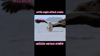 White eagle attack snake #whiteegale140 #animals #eagle #snake #trendingshorts