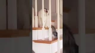 Stair Cat