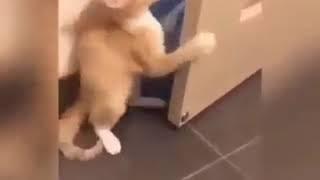 Korkudan kapıyı çeken kedi No! Get Out! Cat Funny videos( kapıyı kapatıp çıkan kedi