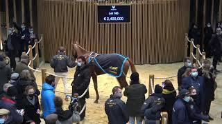 Top Price J1 - 3 000 000E - Rougir - F18 - Vente Arqana d'Elevage 2021