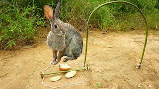 Simple Easy Rabbit Trap Make From Bamboo Work 100%