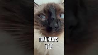 When you test positive!! #shorts #cat #cats #funny #youtubeshorts #love #funnyvideos #hi #meow #meow