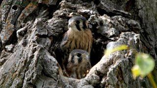 American Kestrel Nest