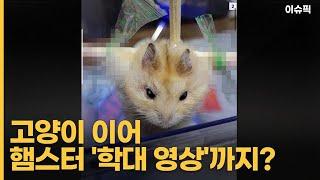 고양이 이어 햄스터 '학대 영상'까지 ＂인터넷 관리자 책임 물어야＂ [이슈픽]