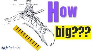 The TRUTH About Increasing Penis Size & How Much Can You Grow It