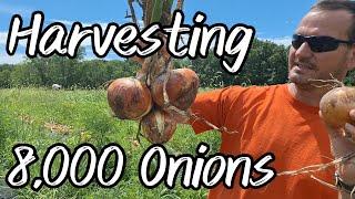 Harvesting 8,000 Onions