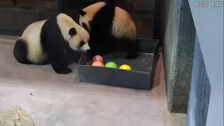 Giant Panda Cub Xiao Qi Ji Plays With Bubble Bath