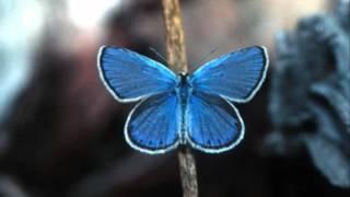 Vache Sharafyan - Voices of the Invisible Blue Butterflies performed by Artur Avanesov