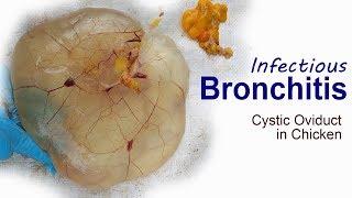 Infectious Bronchitis IB. Cystic oviduct symptoms in Chicken