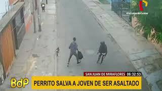 SJM: perro salva a sujeto de ser asaltado