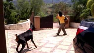 Doberman protection work