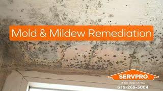 Mold is Tough on Homes. San Diego City SW is Tough on Mold & Gentle on Homes.