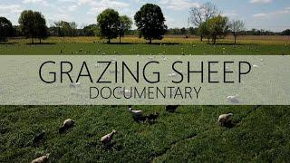 How To Graze Sheep - Documentary