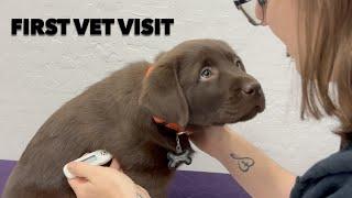 PUPPY'S FIRST VET VISIT !!!