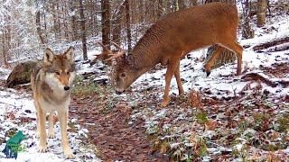 The wolf and the deer: 7 months in the Northwoods