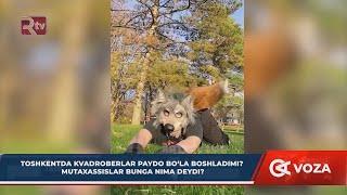 Toshkentda kvadroberlar paydo bo'la boshladimi? Mutaxassislar bunga nima deydi?