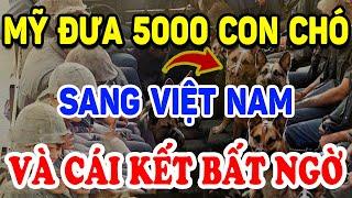 Sự Thật Vì Sao Mỹ Mang 5000 Con Chó Sang Việt Nam Lúc Về Chỉ Còn 200 Con ? | Triết Lý Tinh Hoa