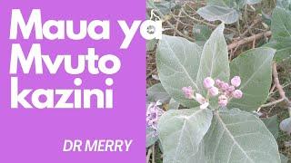 TENGENEZA MVUTO KWENYE KAZI, / DR MERRY,