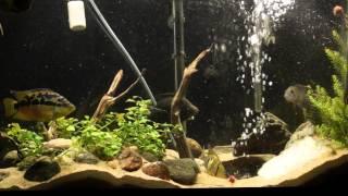 Fire EEL Eating in Aquarium.