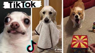 Funny Dogs of TikTok & Cute Puppies of Instagram Compilation!