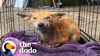 Sick Wild Fox Gets So Pretty And Playful | The Dodo Wild Hearts