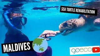 GoEco VOLUNTEER Trip Vlog - SAVING Sea Turtles at the Maldives