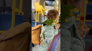 Cute pet parrot 