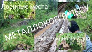 Металлокоп в лесу, часть 1