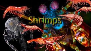 Emergence of Crustaceans, evolution of Shrimps