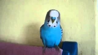 talkative parrot // Говорливый попугай