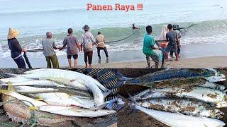 Tarik Jaring Pukat Darat, Dapat Beragam Jenis Ikan | Panen Raya Bagi Samarata