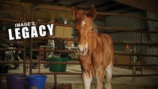 A Legacy Is Born On Our Homestead! - BABY HORSE BIRTH