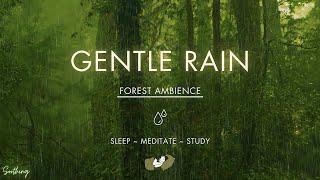Gentle Rain On Forest Ground | NO ADS | Soft Rain Sounds For Sleeping