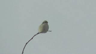 Northern Shrike - (Lanius borealis) Sitting upon Perch on a Windy Day - Aitkin County, Minnesota