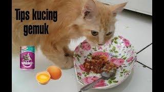 Membuat Makanan Kucing. Tips Membuat Kucing Cepat Gemuk | #CAT7