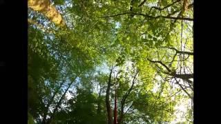 Astrein-Baumpflege - Rettung einer Katze aus einem Baum in Panker am See