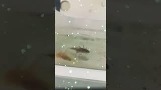 Axolotl Yavrularımız