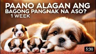 PAANO ALAGAAN ANG BAGONG PANGANAK NA ASO? 1 WEEK OLD PUPPIES (SHIH TZU DOG)