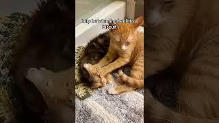 Try not to laugh  #cat #mycatchannel #shortvideo #funny #catchannel #pets #yourcat #funnycats