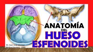  HUESO ESFENOIDES, Anatomía. Fácil, Rápido y Sencillo