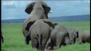 Elephant mating, fighting & pregnancy - Animals: The Inside Story - BBC