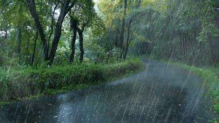 8D全景聲音環繞，432hz更舒緩更助眠雨聲 美麗樹林裡的小雨聲更能助你快速入睡，放鬆解壓白噪音，助眠，睡眠用BMG，學習用BMG，ptsd，雨聲asmr，耳鳴，環境音，真實下雨聲，緩解精神問題